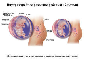 Что происходит на 10 неделе беременности