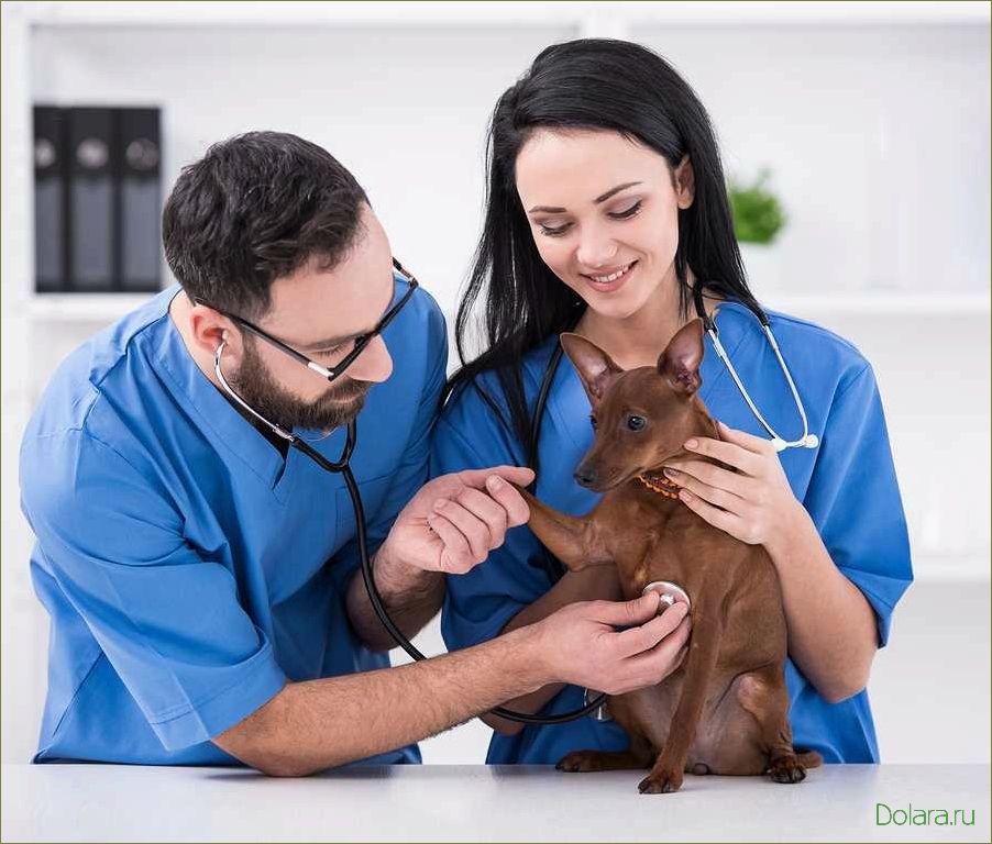 (ветеринарная, клиника, modernvet) Ветеринарная клиника modernvet