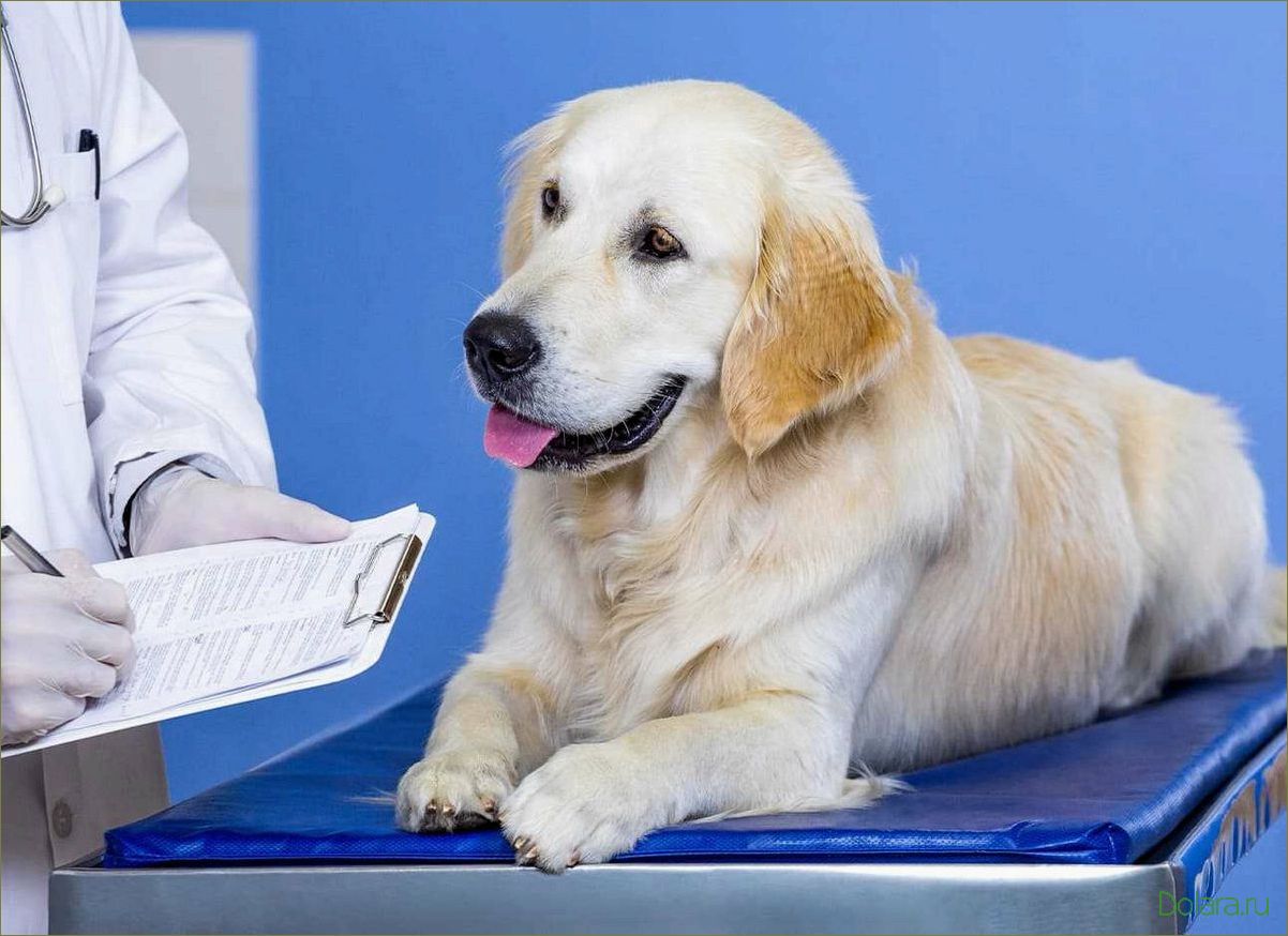 (ветеринарная, клиника, modernvet) Ветеринарная клиника modernvet