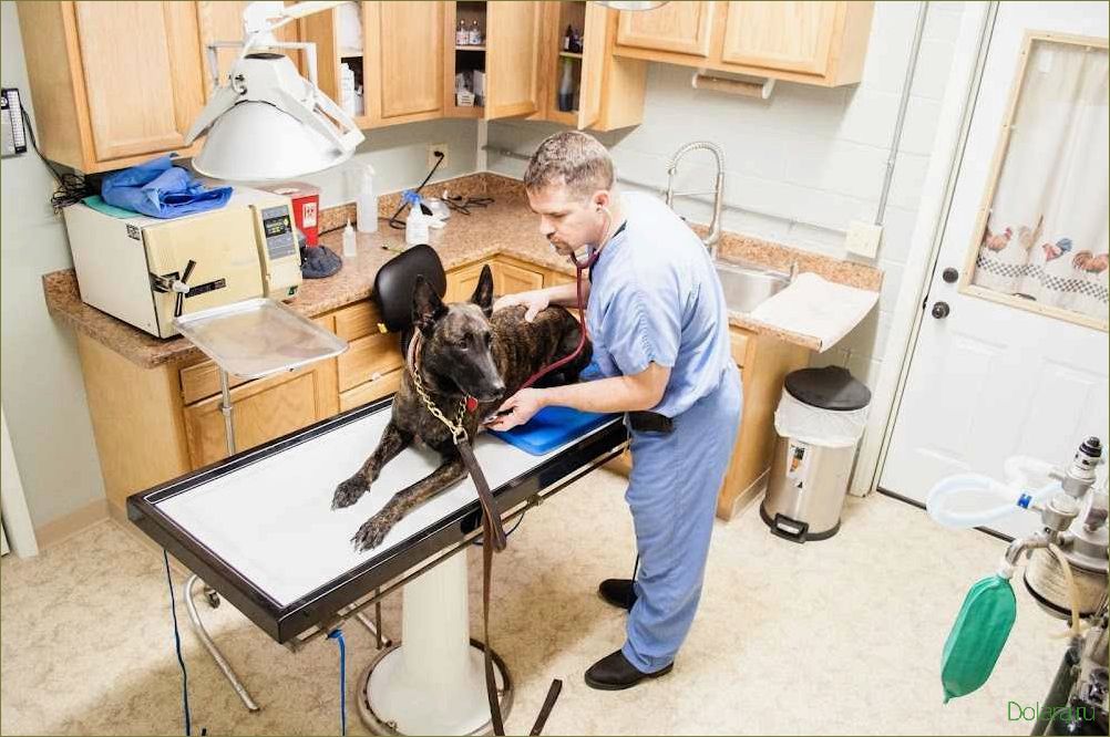 (ветеринарная, клиника, modernvet) Ветеринарная клиника modernvet